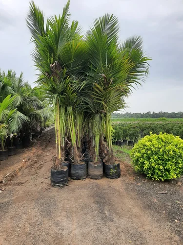 About Viva Foundation