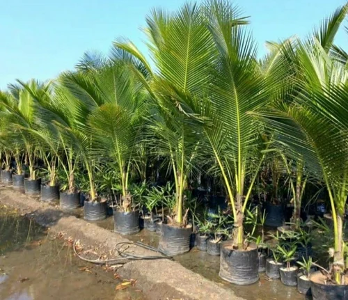 About Viva Foundation