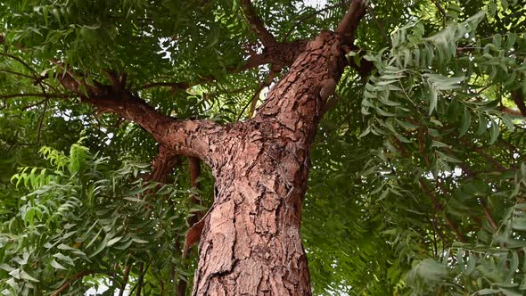 About Viva Foundation