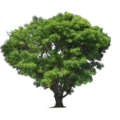 About Viva Foundation