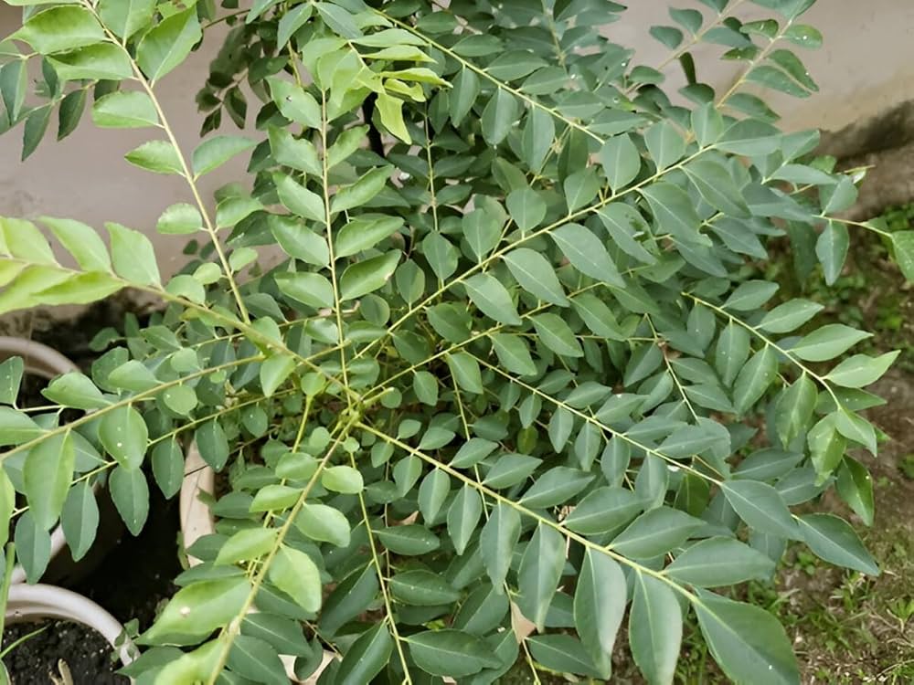 About Viva Foundation